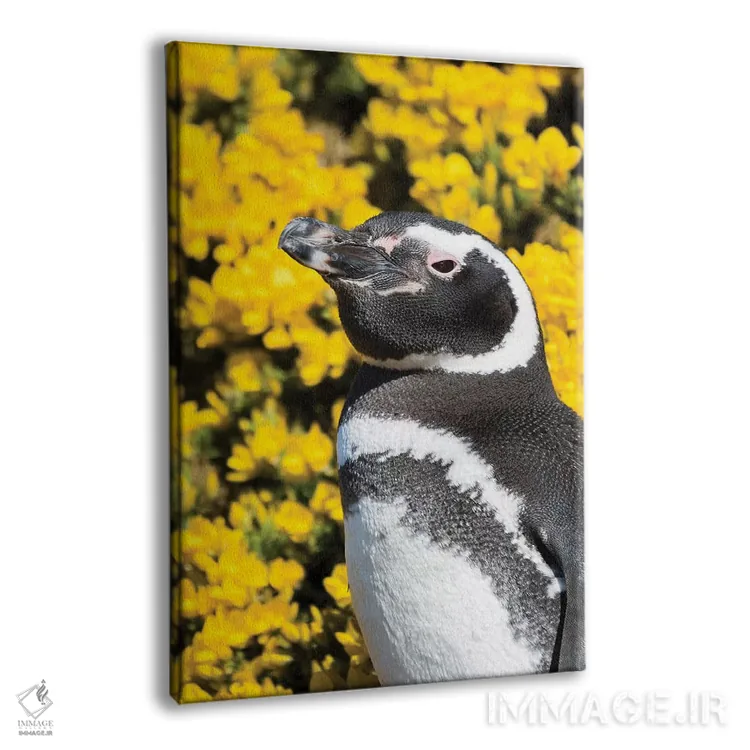 تابلو دکوراتیو Falkland Islands,پنگوئن ماژلانیک در کنار لانه و مقابل گیاه… اثر مارتین زویک - نمای پرسپکتیو محصول