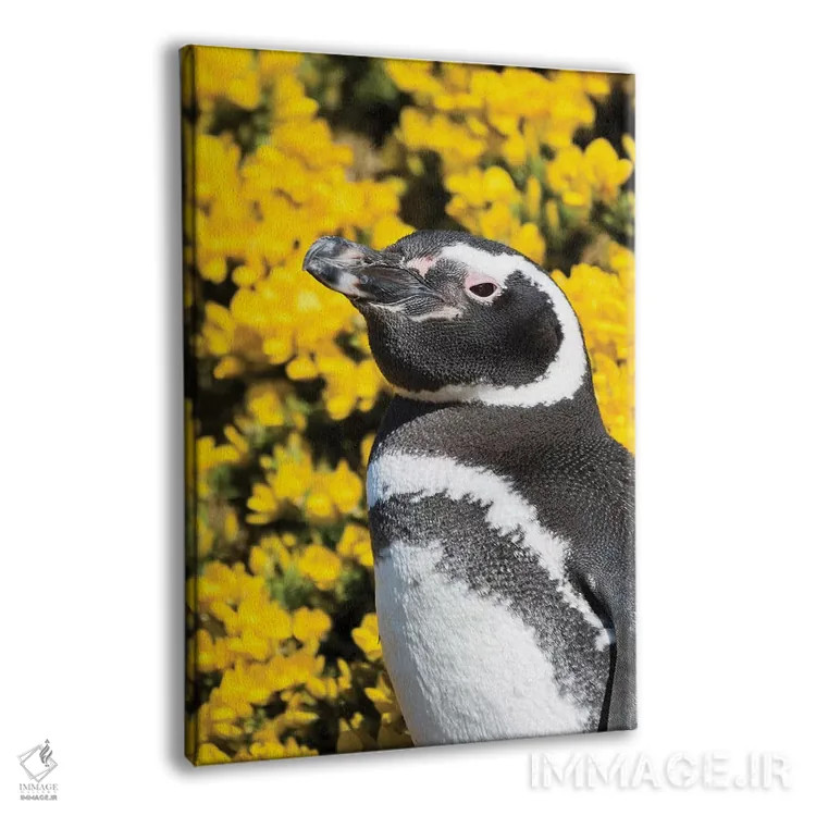 تابلو دکوراتیو Falkland Islands,پنگوئن ماژلانیک در کنار لانه و مقابل گیاه… اثر مارتین زویک - نمای پرسپکتیو محصول