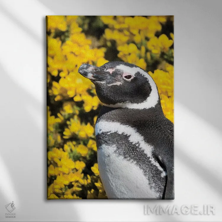 تابلو دکوراتیو Falkland Islands,پنگوئن ماژلانیک در کنار لانه و مقابل گیاه… اثر مارتین زویک - نمای روبهرو روی دیوار