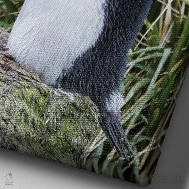 تابلو دکوراتیو پنگوئن ماکارونی ایستاده در کلونی، میان علفزارهای متراکم توس… اثر مارتین زویک - نمای نزدیک بافت بوم