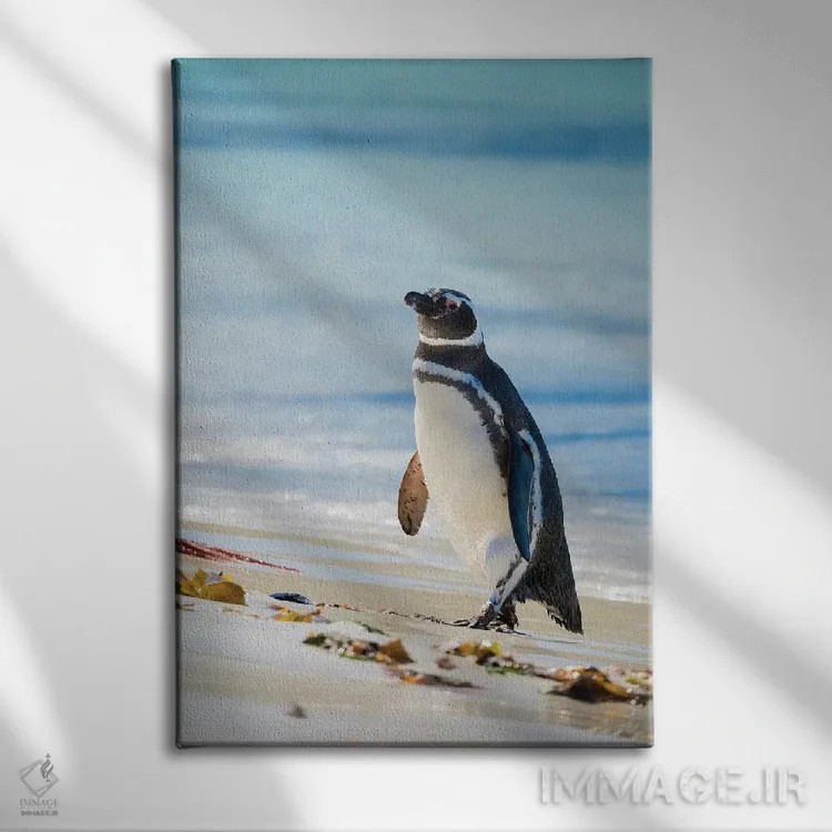 تابلو دکوراتیو Falkland Islands,پنگوئن ماژلانیک در ساحل، جزایر فالکلند اثر مارتین زویک - نمای روبهرو روی دیوار