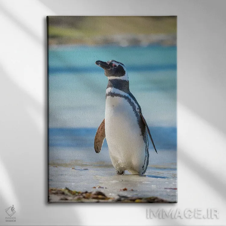 تابلو دکوراتیو Falkland Islands,پنگوئن ماژلانیک در ساحل، جزایر فالکلند اثر مارتین زویک - نمای روبهرو روی دیوار