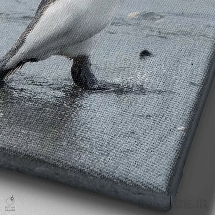 تابلو دکوراتیو کلونی پنگوئن شاه در دشت سالزبری، خلیج جزایر، جزیره جورجیای… اثر مارتین زویک - نمای نزدیک بافت بوم