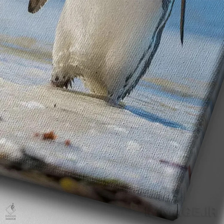 تابلو دکوراتیو Falkland Islands,پنگوئن ماژلانیک در ساحل، جزایر فالکلند اثر مارتین زویک - نمای نزدیک بافت بوم