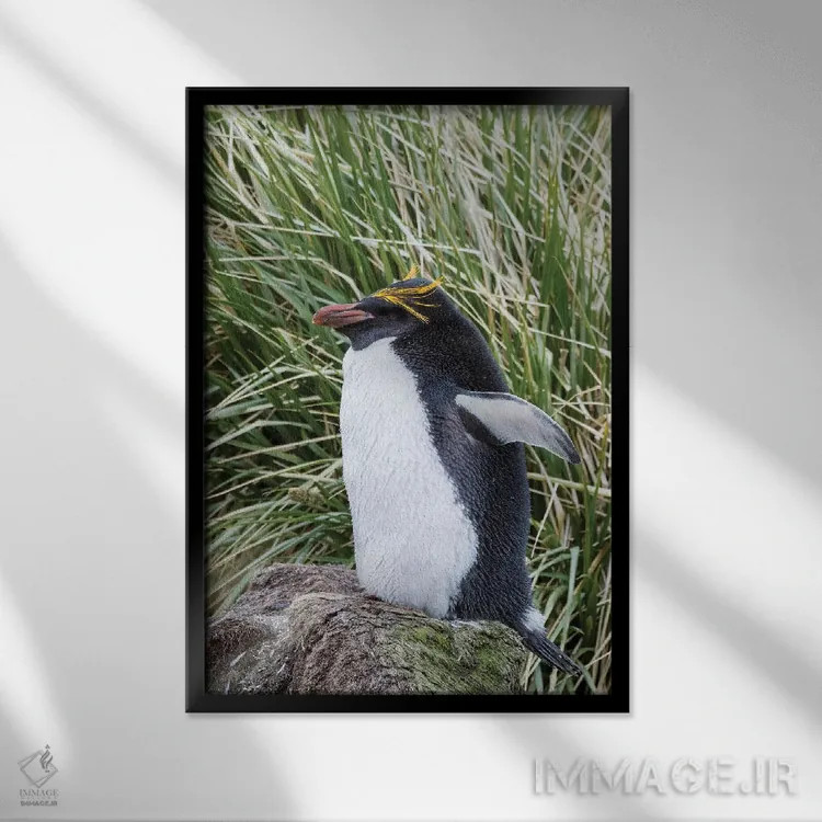 تابلو دکوراتیو پنگوئن ماکارونی ایستاده در کلونی، میان علفزارهای متراکم توس… اثر مارتین زویک - نمای قابدار مشکی