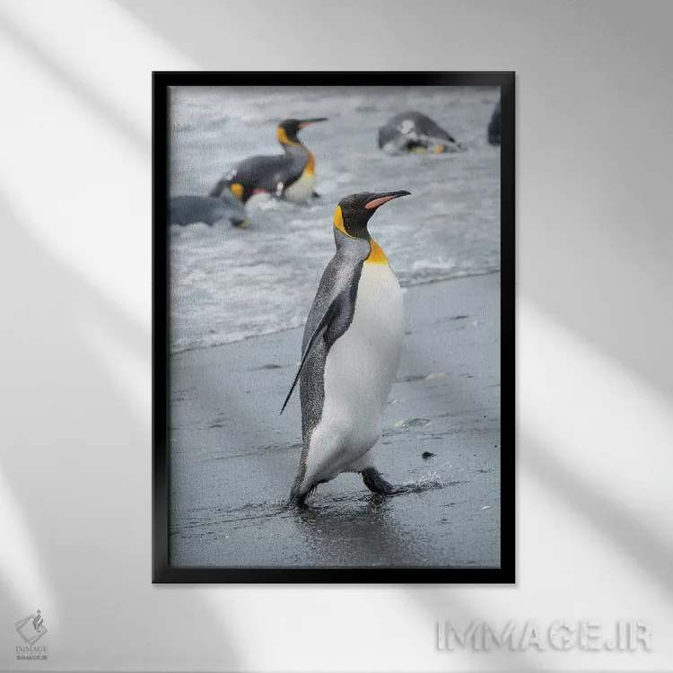 تابلو دکوراتیو کلونی پنگوئن شاه در دشت سالزبری، خلیج جزایر، جزیره جورجیای… اثر مارتین زویک - نمای قابدار مشکی