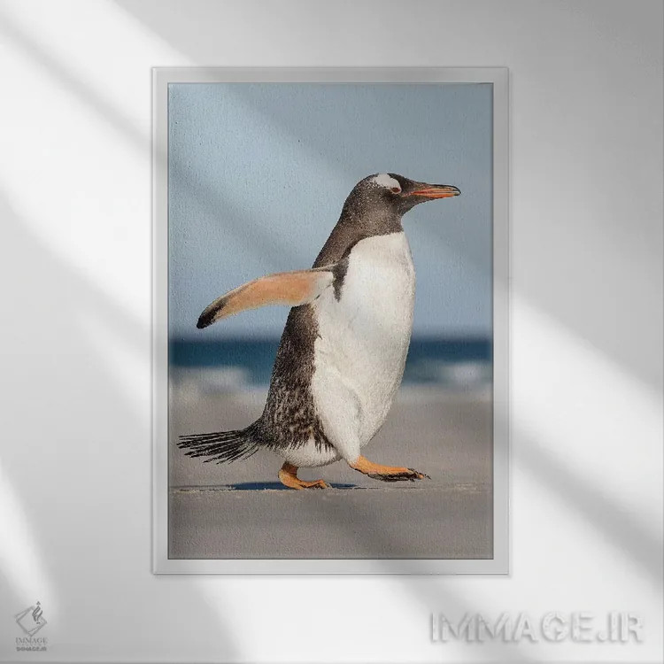 تابلو دکوراتیو پنگوئن جنتو در جزایر فالکلند، در حال رژه به سمت کلونی هنگام… اثر مارتین زویک - نمای قابدار سفید