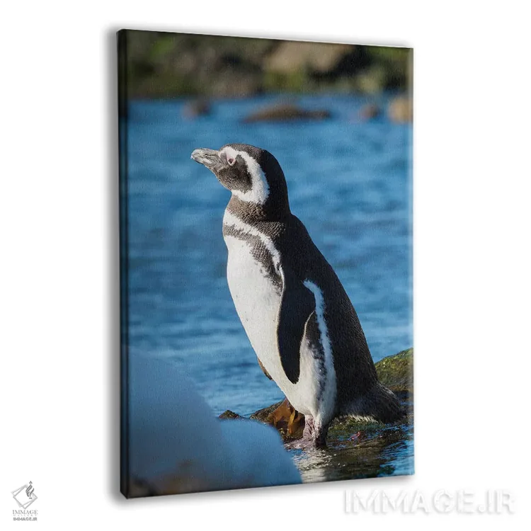 تابلو دکوراتیو Falkland Islands,پنگوئن ماژلانیک در ساحل صخره ای، جزایر فال… اثر مارتین زویک - نمای پرسپکتیو محصول