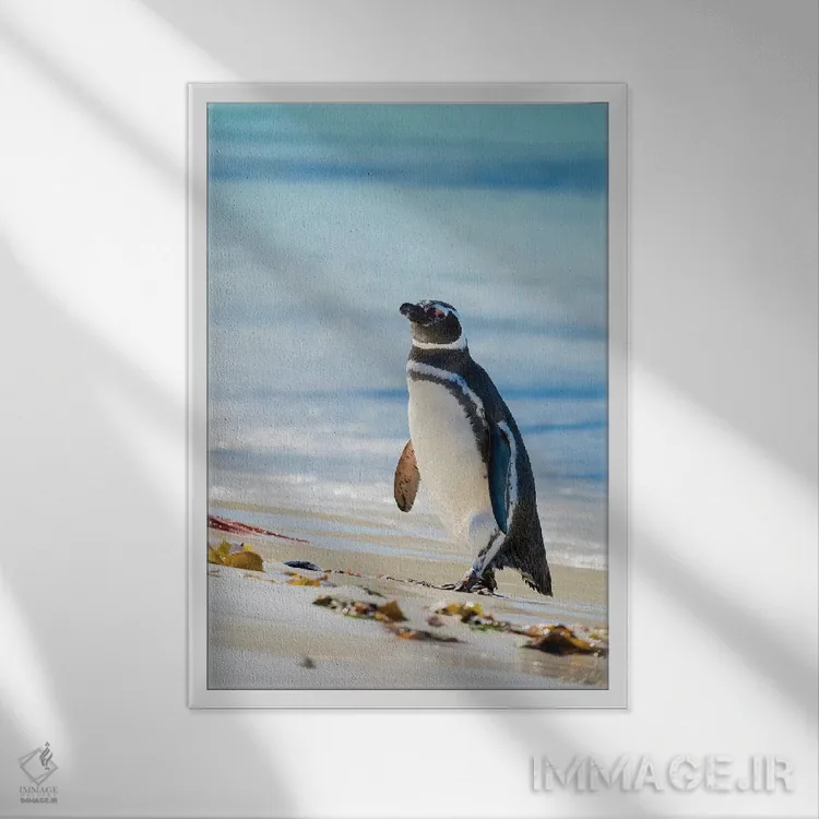 تابلو دکوراتیو Falkland Islands,پنگوئن ماژلانیک در ساحل، جزایر فالکلند اثر مارتین زویک - نمای قابدار سفید