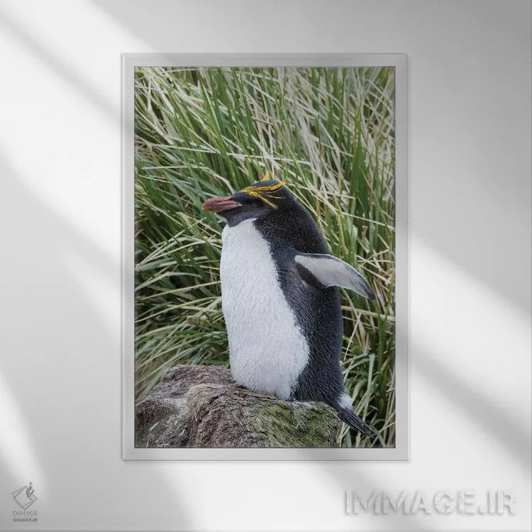 تابلو دکوراتیو پنگوئن ماکارونی ایستاده در کلونی، میان علفزارهای متراکم توس… اثر مارتین زویک - نمای قابدار سفید