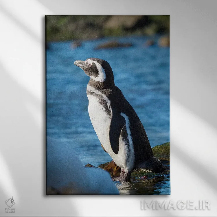 تابلو دکوراتیو Falkland Islands,پنگوئن ماژلانیک در ساحل صخره ای، جزایر فال… اثر مارتین زویک - نمای روبهرو روی دیوار