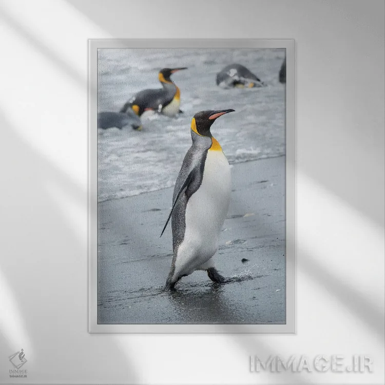 تابلو دکوراتیو کلونی پنگوئن شاه در دشت سالزبری، خلیج جزایر، جزیره جورجیای… اثر مارتین زویک - نمای قابدار سفید