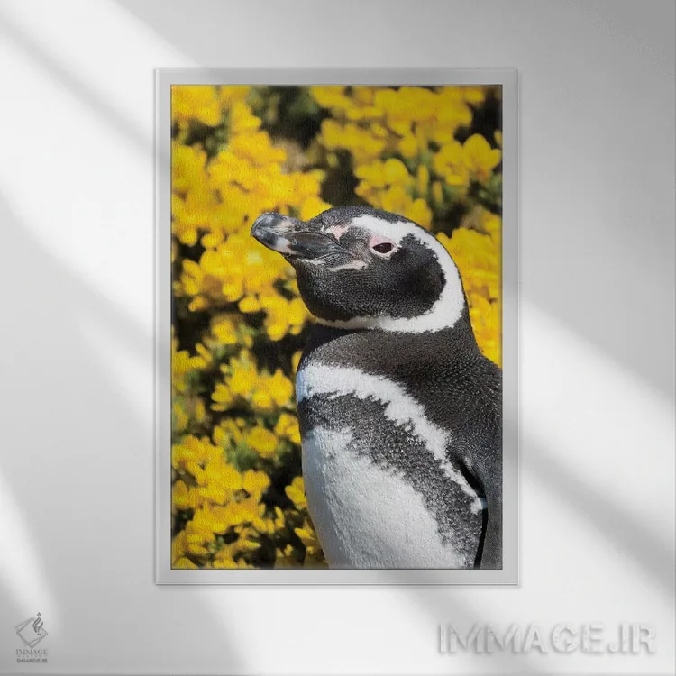 تابلو دکوراتیو Falkland Islands,پنگوئن ماژلانیک در کنار لانه و مقابل گیاه… اثر مارتین زویک - نمای قابدار سفید