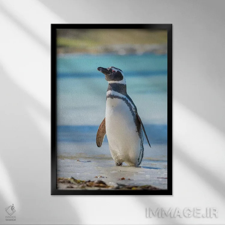 تابلو دکوراتیو Falkland Islands,پنگوئن ماژلانیک در ساحل، جزایر فالکلند اثر مارتین زویک - نمای قابدار مشکی