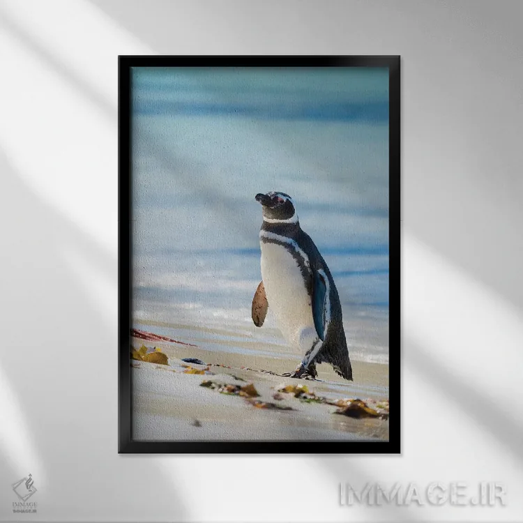 تابلو دکوراتیو Falkland Islands,پنگوئن ماژلانیک در ساحل، جزایر فالکلند اثر مارتین زویک - نمای قابدار مشکی