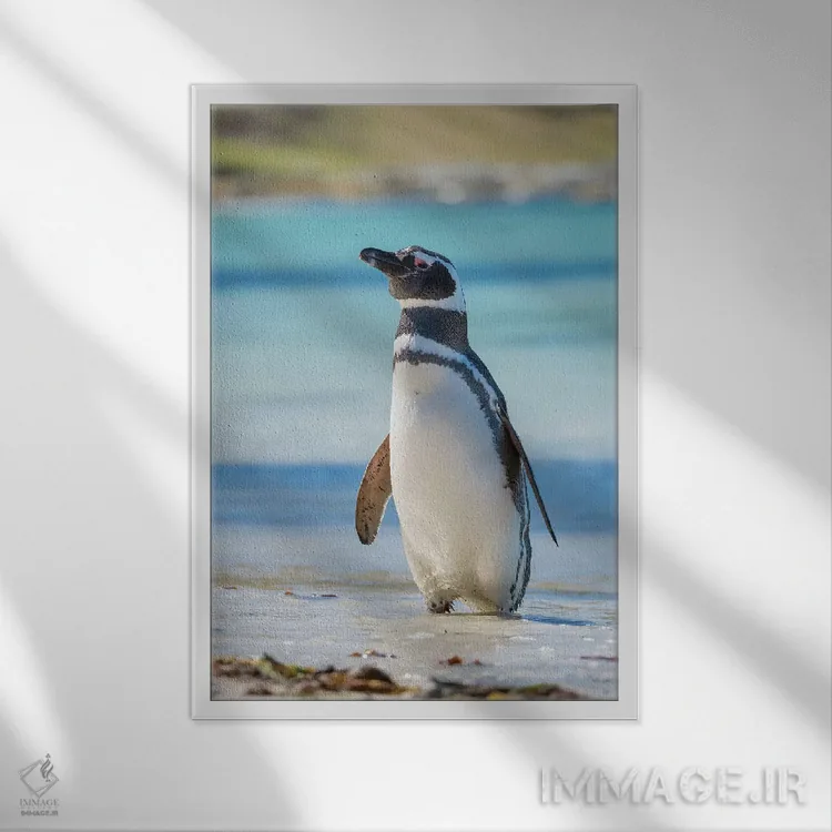 تابلو دکوراتیو Falkland Islands,پنگوئن ماژلانیک در ساحل، جزایر فالکلند اثر مارتین زویک - نمای قابدار سفید