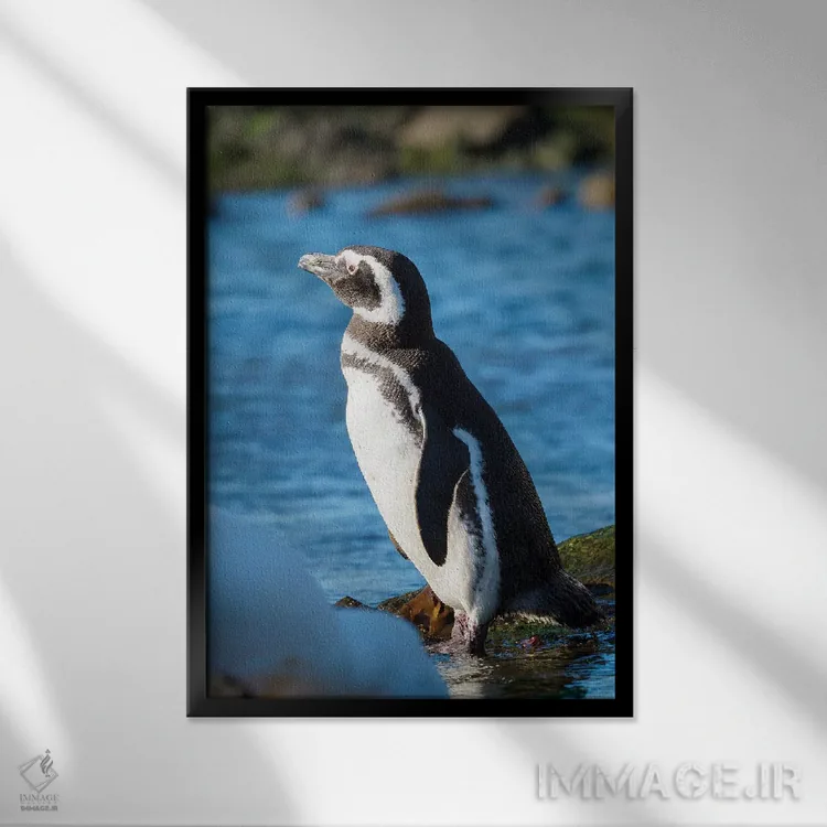 تابلو دکوراتیو Falkland Islands,پنگوئن ماژلانیک در ساحل صخره ای، جزایر فال… اثر مارتین زویک - نمای قابدار مشکی