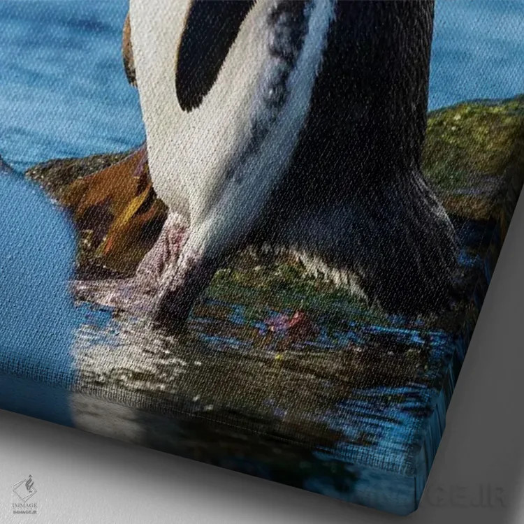 تابلو دکوراتیو Falkland Islands,پنگوئن ماژلانیک در ساحل صخره ای، جزایر فال… اثر مارتین زویک - نمای نزدیک بافت بوم