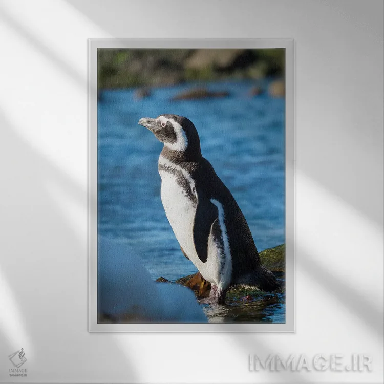 تابلو دکوراتیو Falkland Islands,پنگوئن ماژلانیک در ساحل صخره ای، جزایر فال… اثر مارتین زویک - نمای قابدار سفید
