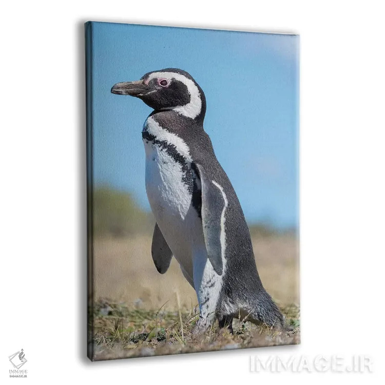 تابلو دکوراتیو Patagonia, Argentina, Valdes,پنگوئن ماژلانیک در کلونی در وا… اثر مارتین زویک - نمای پرسپکتیو محصول
