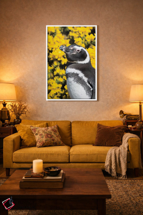 تابلو دکوراتیو Falkland Islands,پنگوئن ماژلانیک در کنار لانه و مقابل گیاه… اثر مارتین زویک - D1W