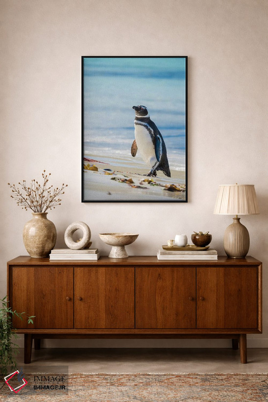 تابلو دکوراتیو Falkland Islands,پنگوئن ماژلانیک در ساحل، جزایر فالکلند اثر مارتین زویک - D2B