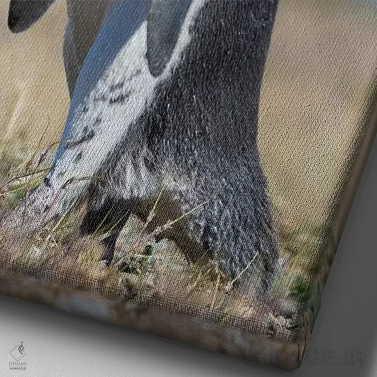 تابلو دکوراتیو Patagonia, Argentina, Valdes,پنگوئن ماژلانیک در کلونی در وا… اثر مارتین زویک - نمای نزدیک بافت بوم