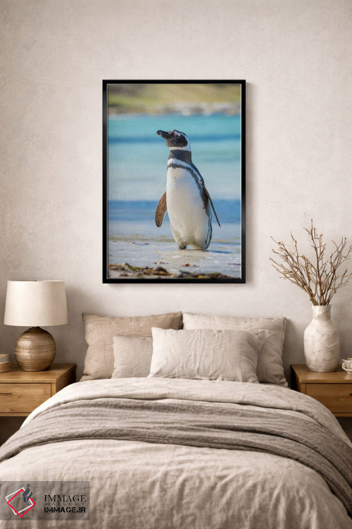 تابلو دکوراتیو Falkland Islands,پنگوئن ماژلانیک در ساحل، جزایر فالکلند اثر مارتین زویک - D2B