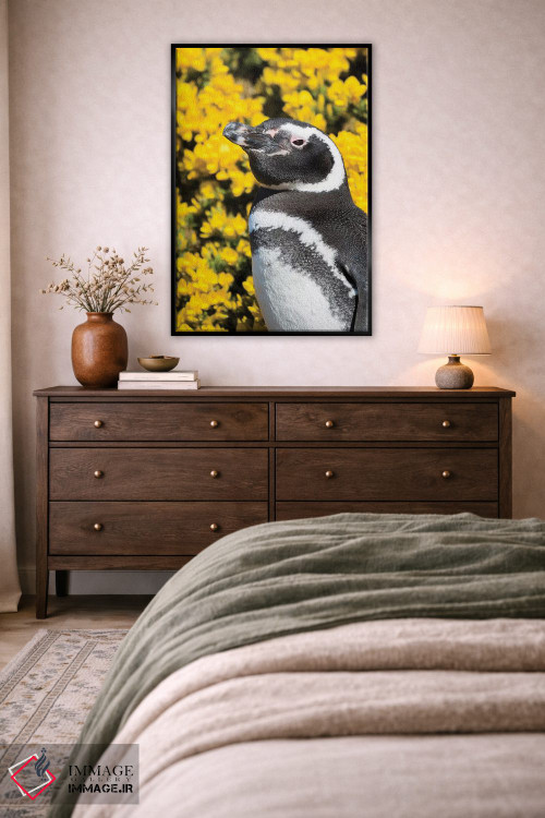 تابلو دکوراتیو Falkland Islands,پنگوئن ماژلانیک در کنار لانه و مقابل گیاه… اثر مارتین زویک - D4B