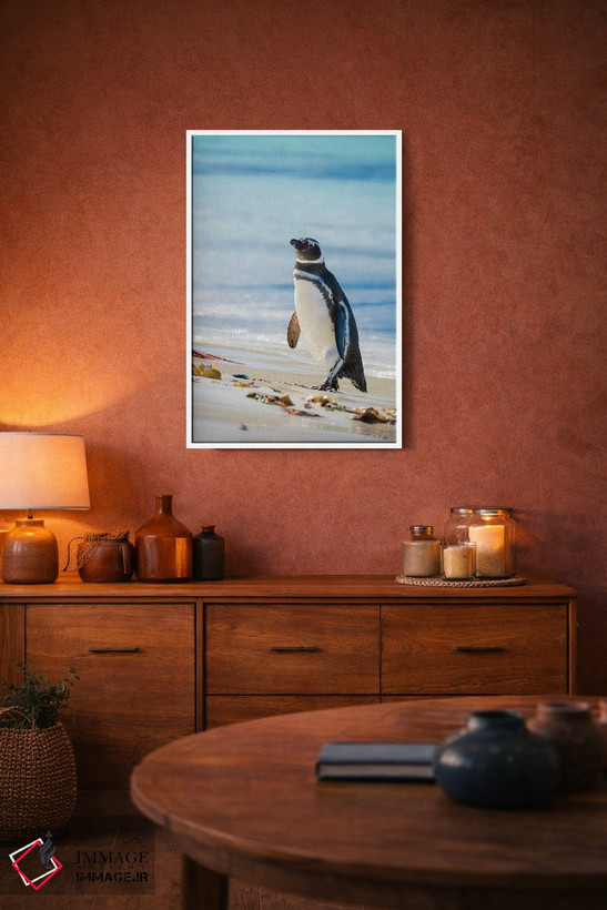 تابلو دکوراتیو Falkland Islands,پنگوئن ماژلانیک در ساحل، جزایر فالکلند اثر مارتین زویک - D3W