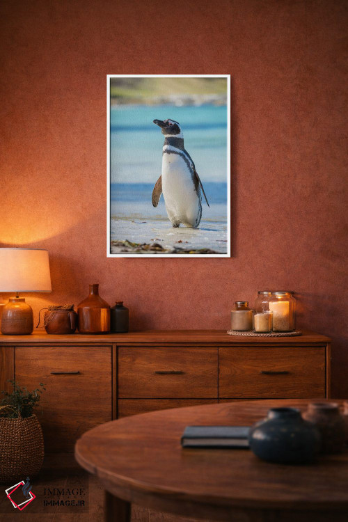 تابلو دکوراتیو Falkland Islands,پنگوئن ماژلانیک در ساحل، جزایر فالکلند اثر مارتین زویک - D4W
