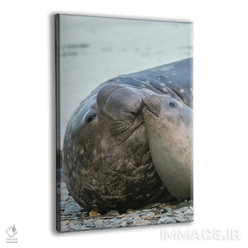 تابلو دکوراتیو فک فیلی جنوبی نر و ماده در ساحل اثر مارتین زویک - نمای پرسپکتیو محصول