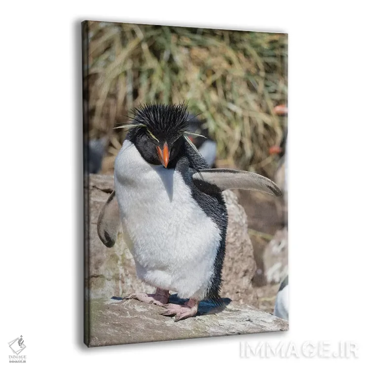 تابلو دکوراتیو subspecies western rockhopper penguin , Falkland Islands.,پ… اثر مارتین زویک - نمای پرسپکتیو محصول