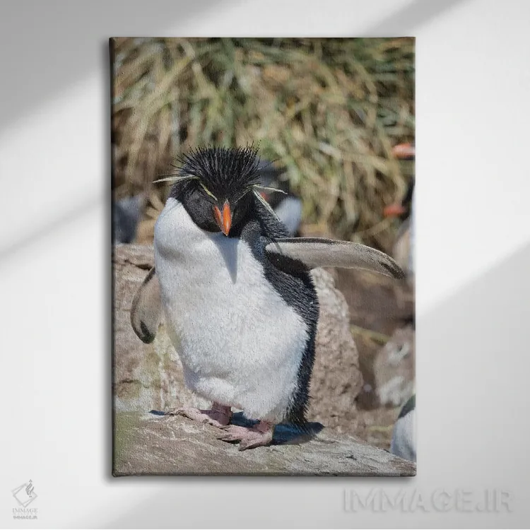 تابلو دکوراتیو subspecies western rockhopper penguin , Falkland Islands.,پ… اثر مارتین زویک - نمای روبهرو روی دیوار