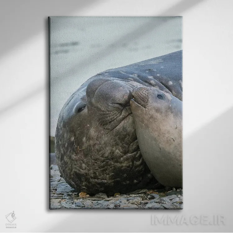 تابلو دکوراتیو فک فیلی جنوبی نر و ماده در ساحل اثر مارتین زویک - نمای روبهرو روی دیوار