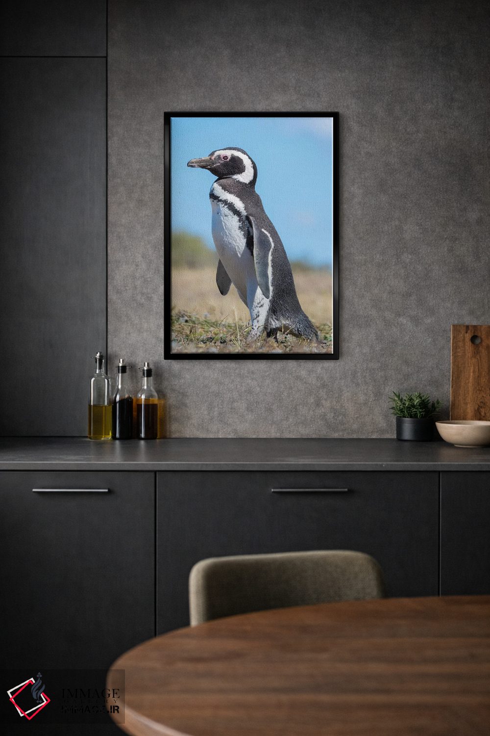تابلو دکوراتیو Patagonia, Argentina, Valdes,پنگوئن ماژلانیک در کلونی در وا… اثر مارتین زویک - D1B