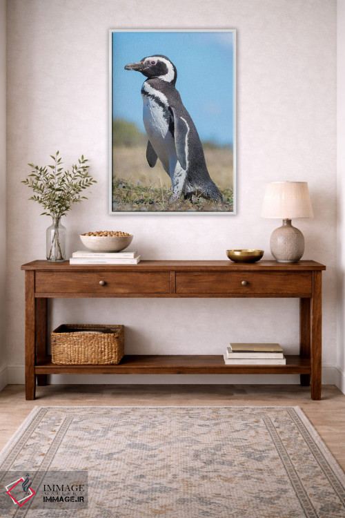 تابلو دکوراتیو Patagonia, Argentina, Valdes,پنگوئن ماژلانیک در کلونی در وا… اثر مارتین زویک - D3W
