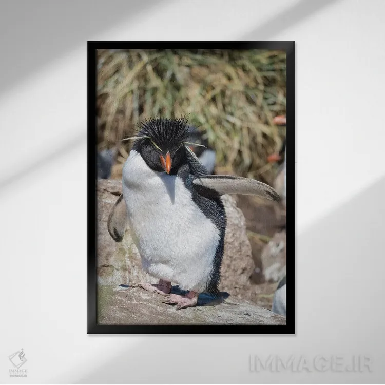 تابلو دکوراتیو subspecies western rockhopper penguin , Falkland Islands.,پ… اثر مارتین زویک - نمای قابدار مشکی