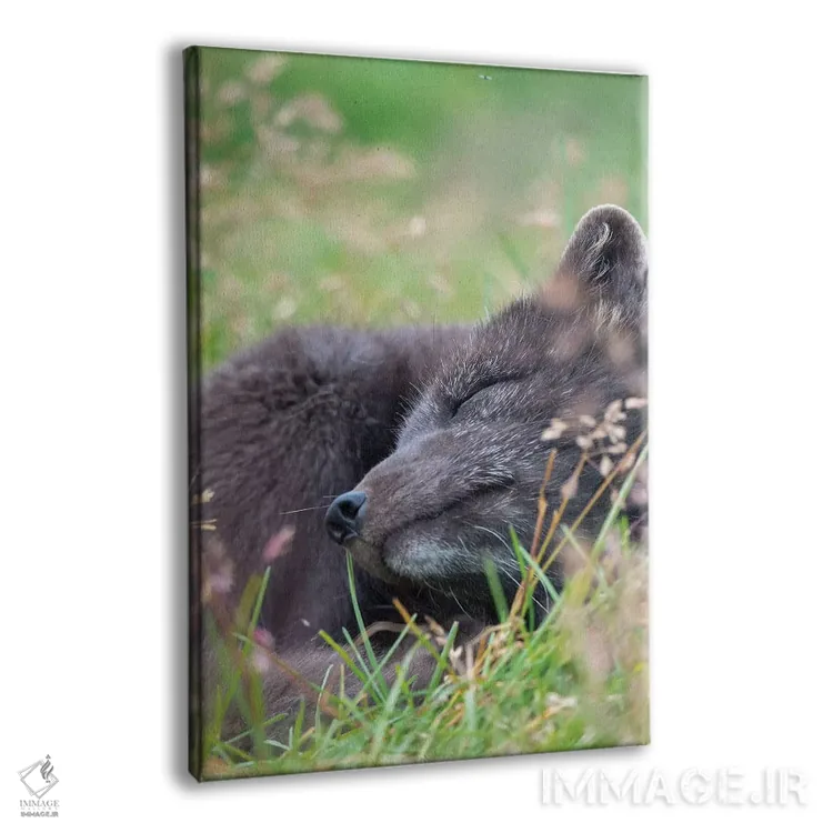 تابلو دکوراتیو Melrakkasetur Islands, Westfjords, Iceland,روباه قطبی، جزای… اثر مارتین زویک - نمای پرسپکتیو محصول