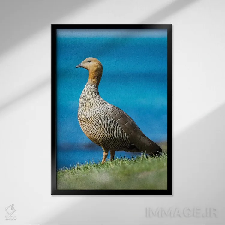 تابلو دکوراتیو Falkland Islands,غاز سرسرخ در منطقه جزر و مدی جزیره کارکاس… اثر مارتین زویک - نمای قابدار مشکی
