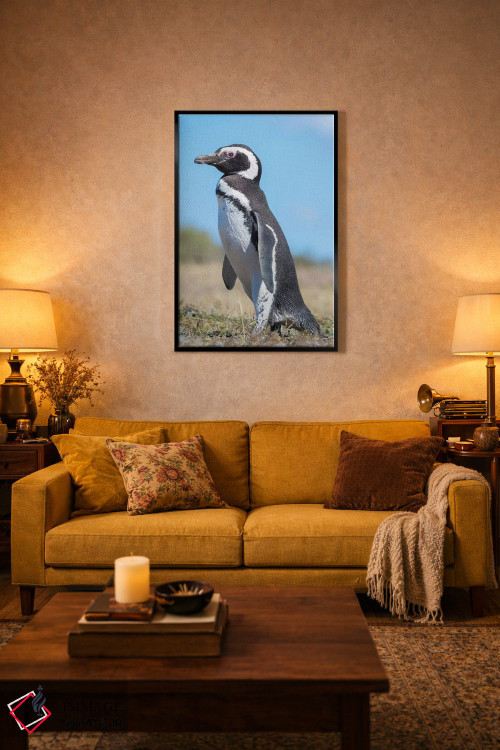 تابلو دکوراتیو Patagonia, Argentina, Valdes,پنگوئن ماژلانیک در کلونی در وا… اثر مارتین زویک - D4B