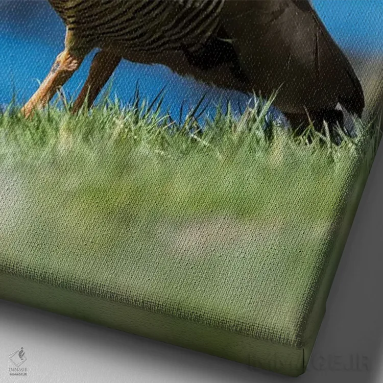 تابلو دکوراتیو Falkland Islands,غاز سرسرخ در منطقه جزر و مدی جزیره کارکاس… اثر مارتین زویک - نمای نزدیک بافت بوم