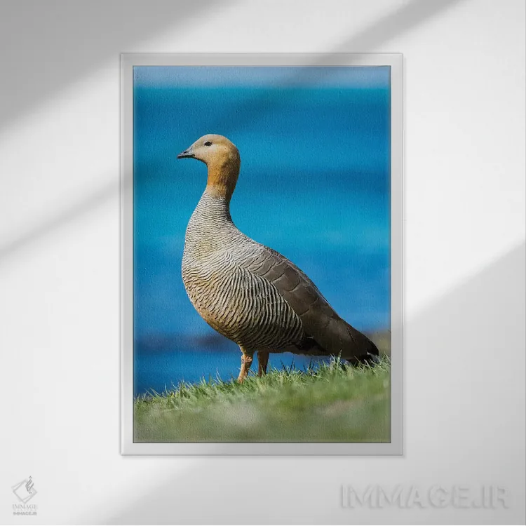 تابلو دکوراتیو Falkland Islands,غاز سرسرخ در منطقه جزر و مدی جزیره کارکاس… اثر مارتین زویک - نمای قابدار سفید