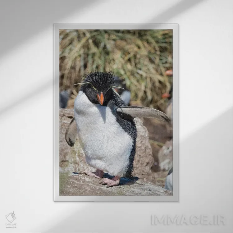 تابلو دکوراتیو subspecies western rockhopper penguin , Falkland Islands.,پ… اثر مارتین زویک - نمای قابدار سفید
