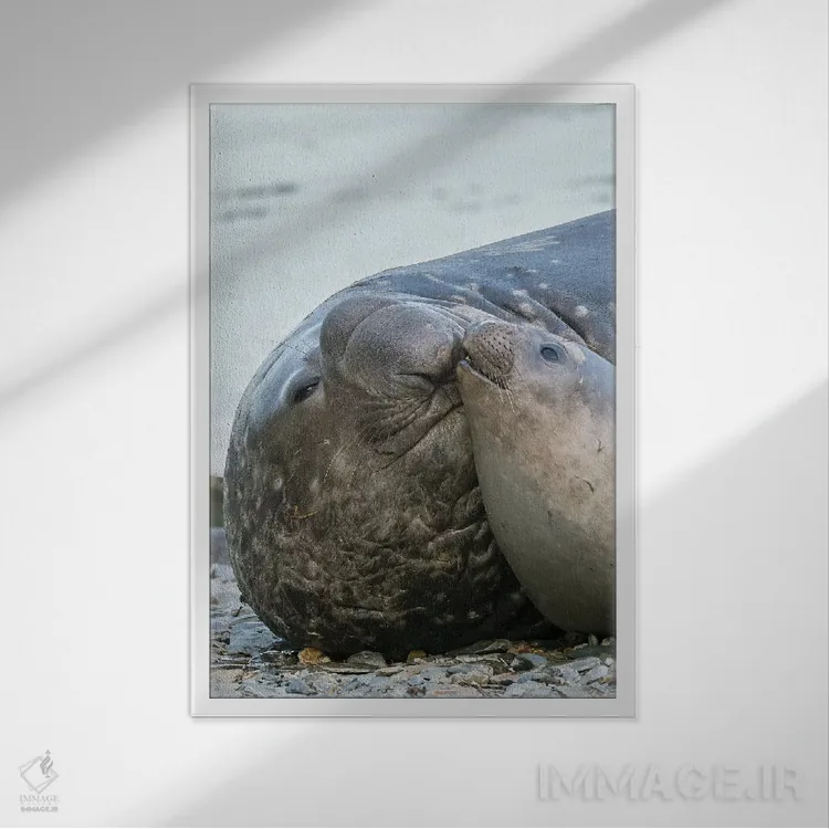 تابلو دکوراتیو فک فیلی جنوبی نر و ماده در ساحل اثر مارتین زویک - نمای قابدار سفید