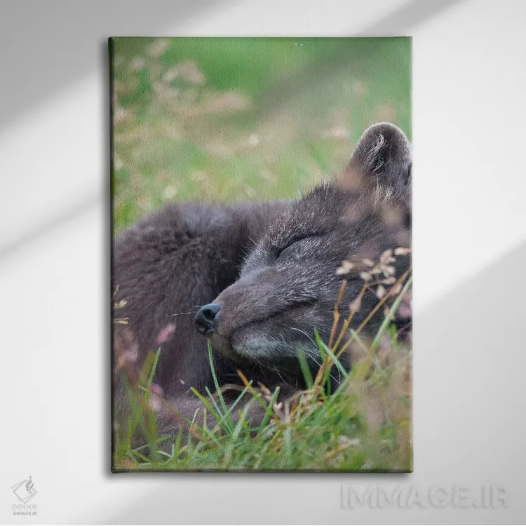 تابلو دکوراتیو Melrakkasetur Islands, Westfjords, Iceland,روباه قطبی، جزای… اثر مارتین زویک - نمای روبهرو روی دیوار