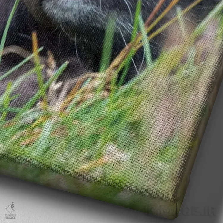 تابلو دکوراتیو Melrakkasetur Islands, Westfjords, Iceland,روباه قطبی، جزای… اثر مارتین زویک - نمای نزدیک بافت بوم