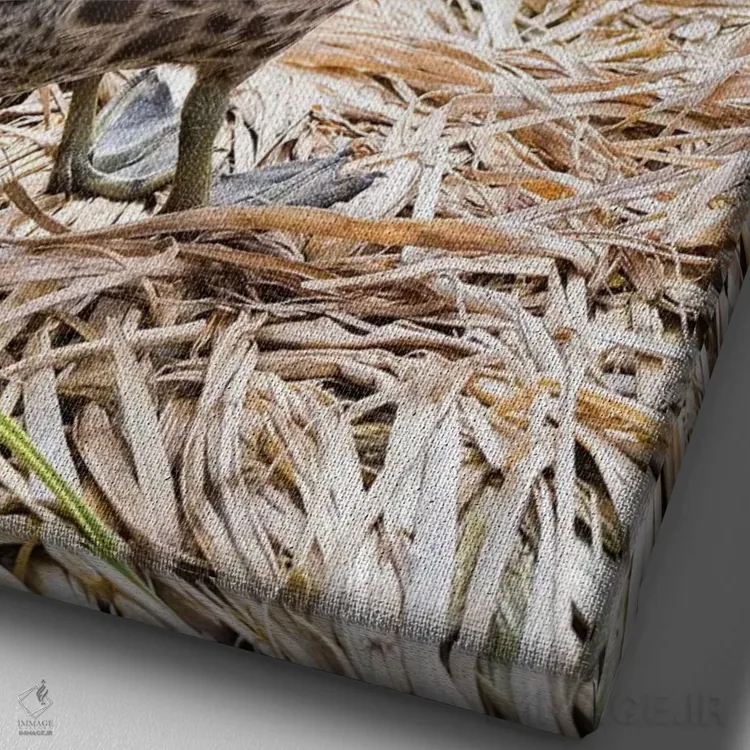 تابلو دکوراتیو in typical Tussock habitat.,پنتیل منقارزرد؛ گونه ای بومی جز… اثر مارتین زویک - نمای نزدیک بافت بوم