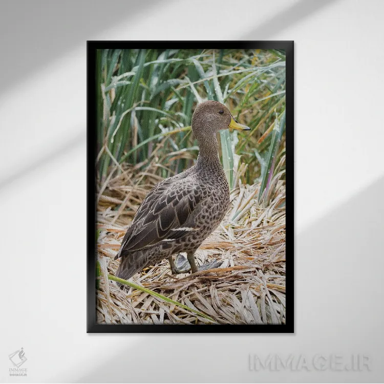 تابلو دکوراتیو in typical Tussock habitat.,پنتیل منقارزرد؛ گونه ای بومی جز… اثر مارتین زویک - نمای قابدار مشکی