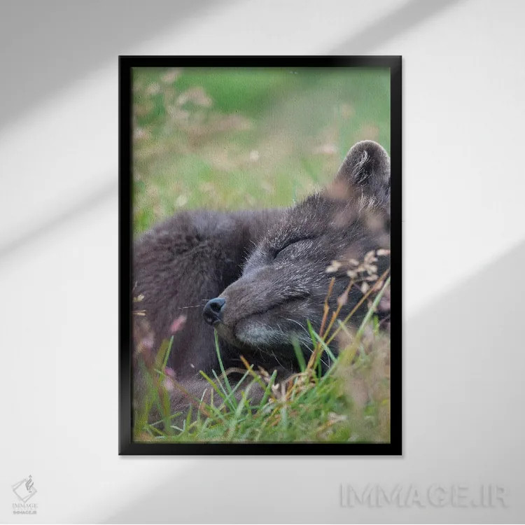 تابلو دکوراتیو Melrakkasetur Islands, Westfjords, Iceland,روباه قطبی، جزای… اثر مارتین زویک - نمای قابدار مشکی